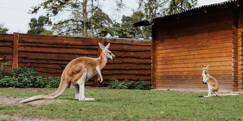 A zoo full of varied animal species is one of Bathinda's best things to see.