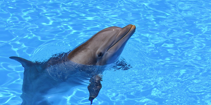 Vikramshila Gangetic Dolphin Sanctuary is home to several endangered Gangetic Dolphins.