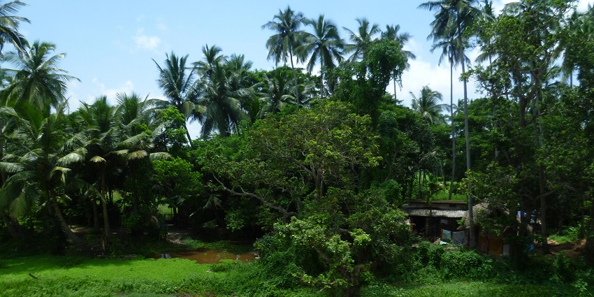 View of a beautiful and calm tribal village with lush greenery and tall palms