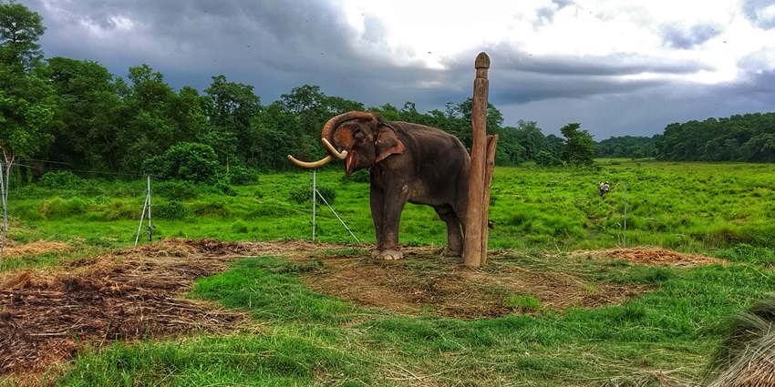A picture of an elephant enjoying the lush greenery of the Chitwan National Park