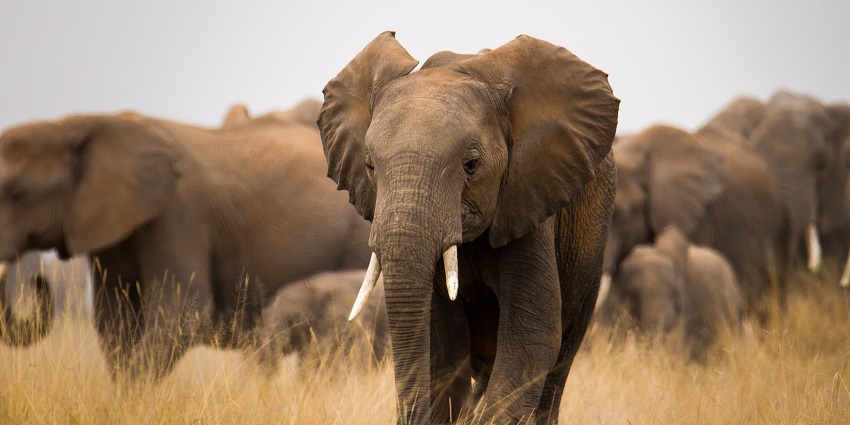 Interact with elephants and skilled mahouts at the Dubare Elephant Camp.