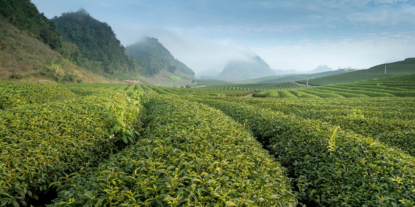 Explore the refreshing spice plantations at the Dudhsagar Spice Plantation in Goa, India.