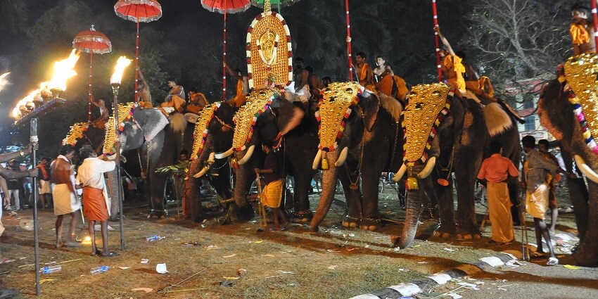 A group of decorated elephants participating in the Pooram Hindu festival in Kerala, India.