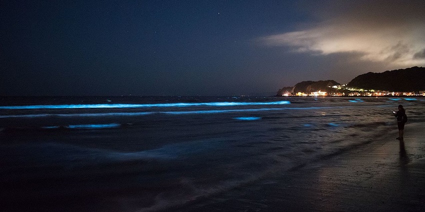 One of the best things to do in Lakshadweep, witness the glowing beach on the islands.
