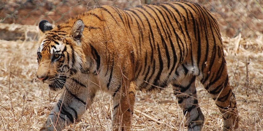 Go on a trip to the Mhadei Wildlife Sanctuary where you can view wildlife in action