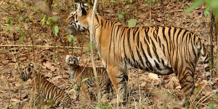 Pic of tigress and her cubs in a bush–Things to do in Sagar Madhya Pradesh