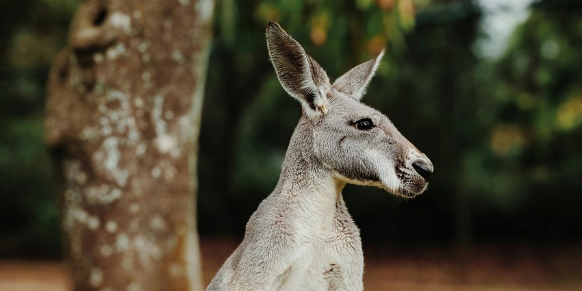An image of the Wildlife Sanctuary at Orchha offers a view of many wildlife species.