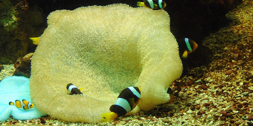 Inside view of an aquarium with colourful fishes swimming around a yellow sea creature.