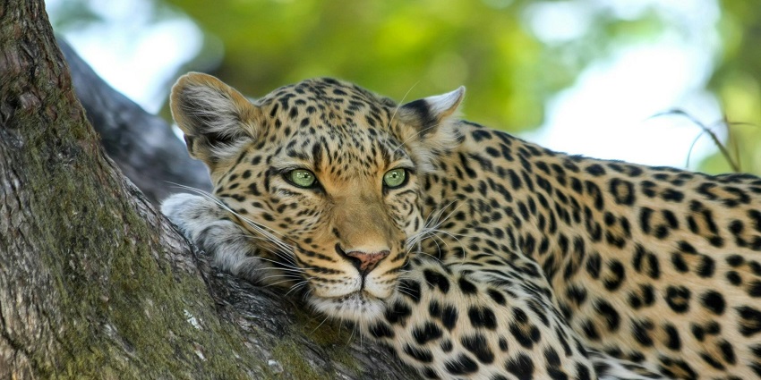 Exploring the Bandhavgarh National Park is among the best things to do in Madhya Pradesh.