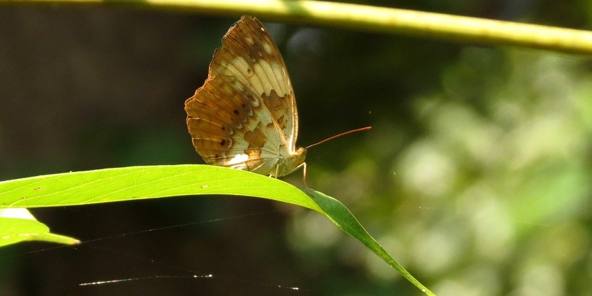 Visiting and exploring the Butterfly Conservatory is one best things to do in Goa