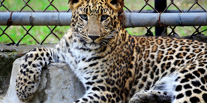 An image of Gwalior Zoo showcasing diverse wildlife and beautiful greenery for visitors.