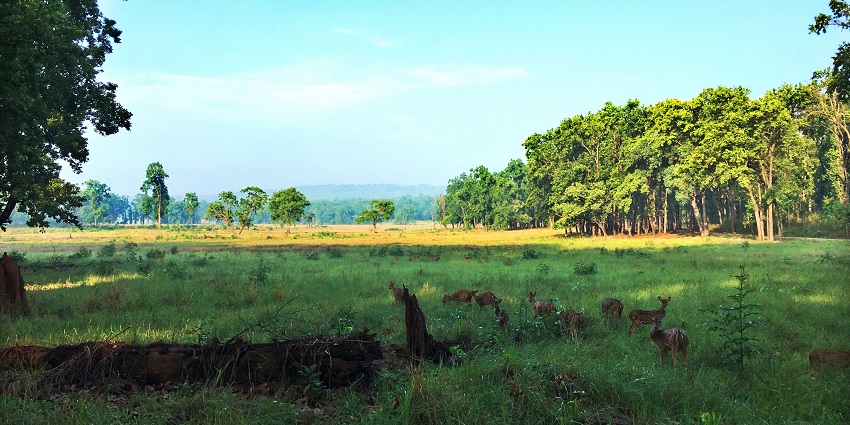 An image of the lush greenery and wildlife of Kanha National Park