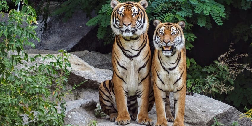 The sprawling Pench National Park is one of the best places to explore around the state.