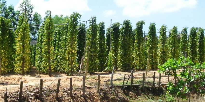 Visit a pepper farm in Phu Quoc to learn about pepper production, a unique local experience