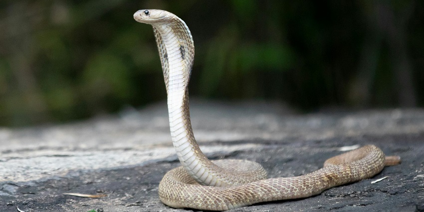 Consider visiting the reptile house, and get to witness some snakes, crocodiles and more.