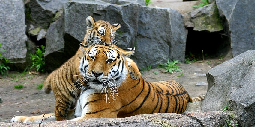 Explore Vinpearl Safari, a top recommendation for what to do in Phu Quoc with family and kids