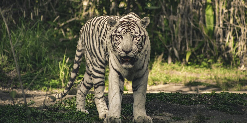 A close up view of the white tiger at the white tiger sanctuary in the beautiful landscape of Madhya Pradesh