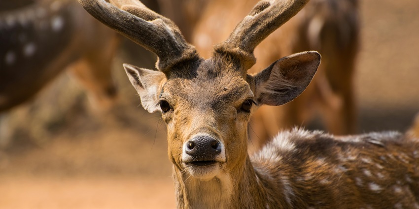 Visiting the wildlife sanctuary is one of the most amazing things to do for travellers.