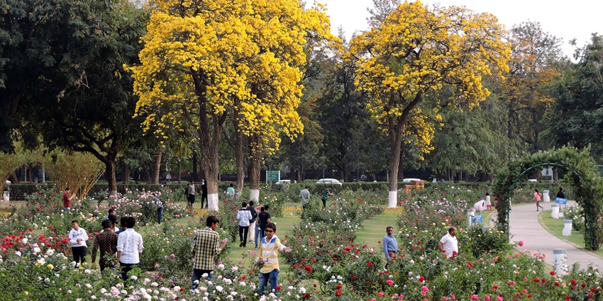Zakir Hussain Rose Garden is also called Rose Garden featuring variety of roses.