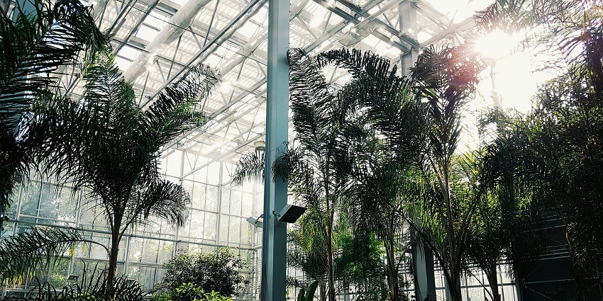 An image of cactus plants growing in the blossoming botanical garden environment.