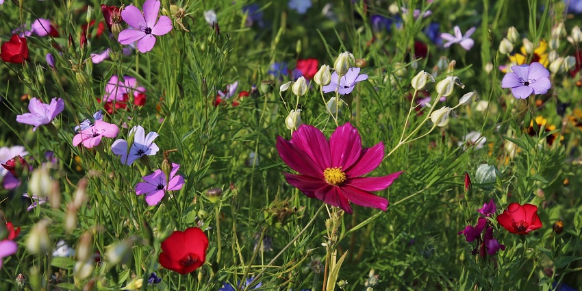 Go on a walk at the botanical gardens in this zoo to view the varied flora