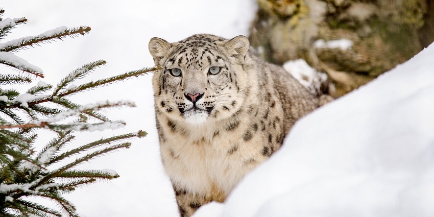 A snow leopard moving through the snow, showcasing the rare wildlife in the best national parks