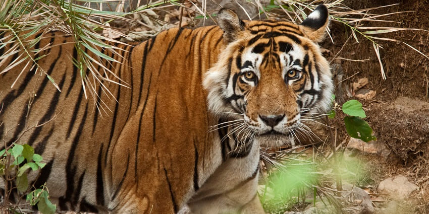 Things to do in Sariska Tiger Reserve: vibrant landscape with tigers, wildlife, and ruins