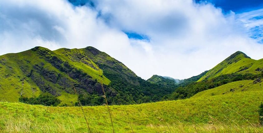 A picture of a lush green area with mountains and tea gardens