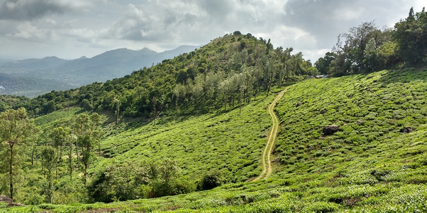 The misty Western Ghats of Wayanad is one of the best hill stations near Bangalore.