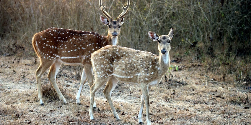 Chital deer grazing in Bandipur National Park, one of the most important places