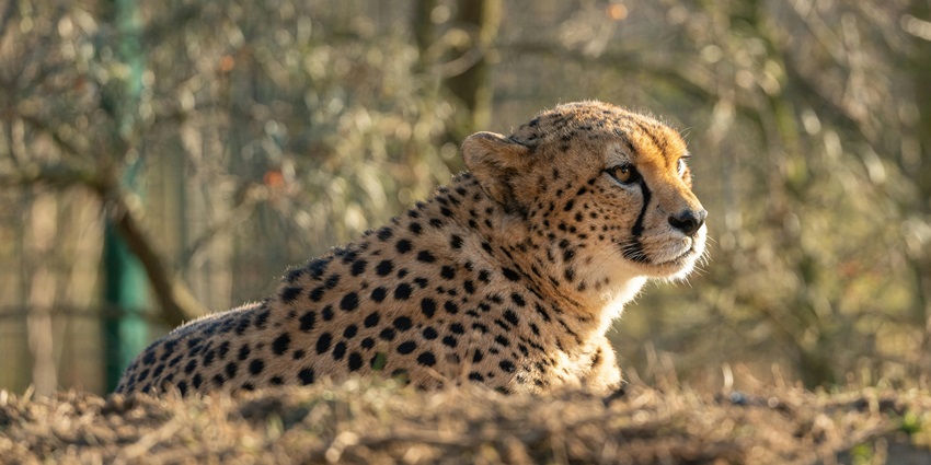An image of a cheetah resting on the brown fields in Khajuraho National Park, Madhya Pradesh.
