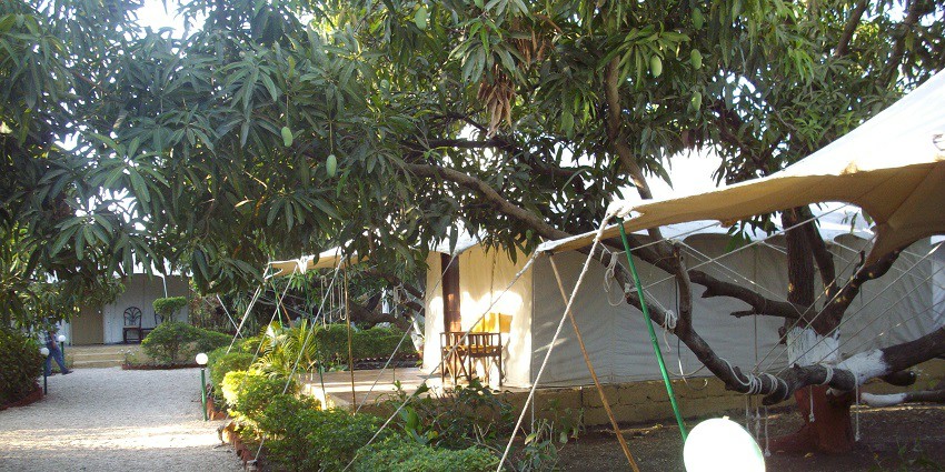 Cozy glamping tents set up near Nalsarovar National Park, surrounded by natural beauty.