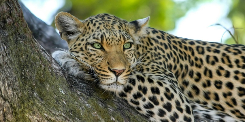 Visitors can find a diverse range of budget accommodation options near the sanctuary.