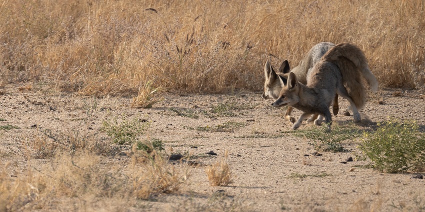 Two playful desert foxes together in the sands of Desert National Park.