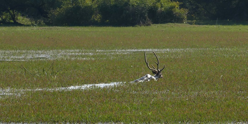 A deer spotted in the park, highlighting the park's diverse wildlife and habitat.