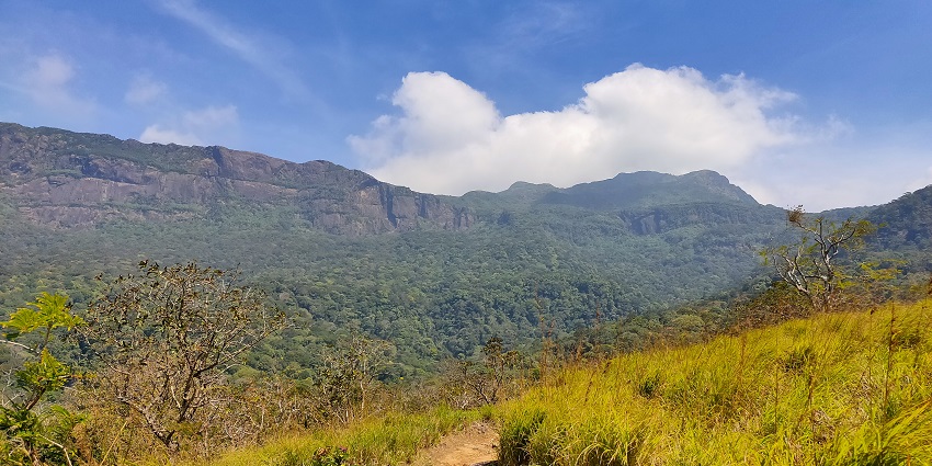 A picture of the trekking trail of Agasthyarkoodam with grassy landscapes all around