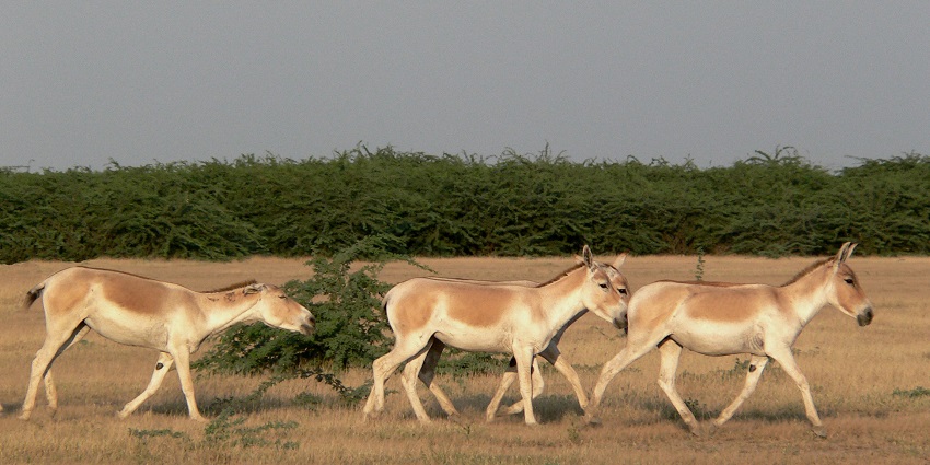 Wild Ass Sanctuary in the Little Rann of Kutch, a must-visit for wildlife enthusiasts.