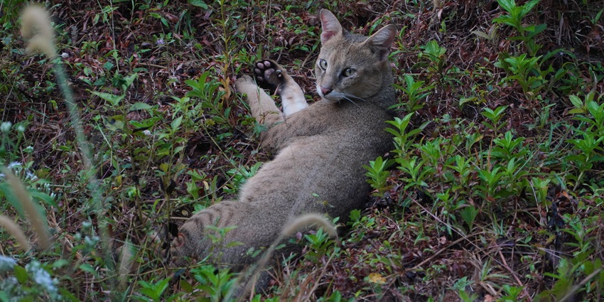 Meet the amazing cats in the Jungle Safari Thummalabailu and wave a hello to them.