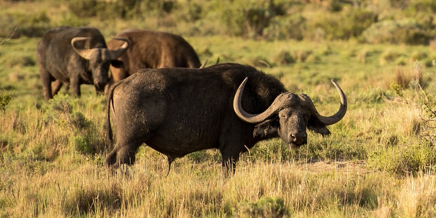 This wildlife reserve, with exotic fauna, is among the best places to visit in Nepal in December.