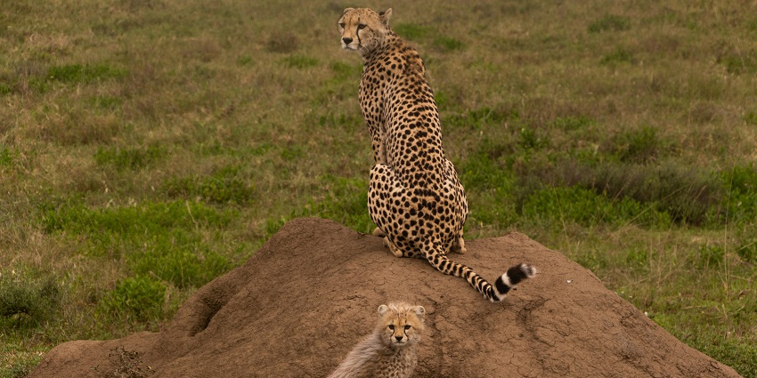 Image of Sitting on Sand Leopards on rock and lush green field in their natural habitat