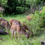 The entrance to Bandipur National Park, an essential site for Bandipur Night Safari.