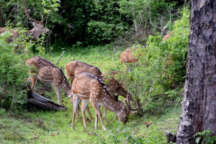 The entrance to Bandipur National Park, an essential site for Bandipur Night Safari.