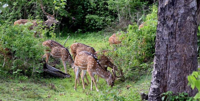 The entrance to Bandipur National Park, an essential site for Bandipur Night Safari.