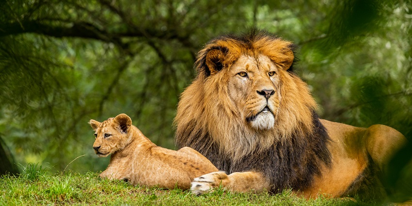 Elephants and lions are among the best species to encounter in Dalma Wildlife Sanctuary.