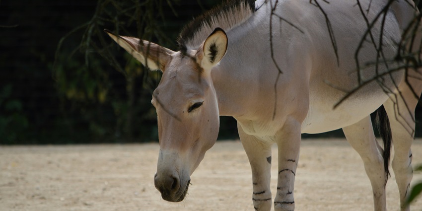 A wild donkey at this zoological park in Ranchi which has several opportunities for wildlife photography
