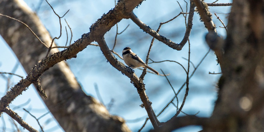 Click amazing pictures of birds and wildlife at Chilka Wildlife Sanctuary in Odisha.