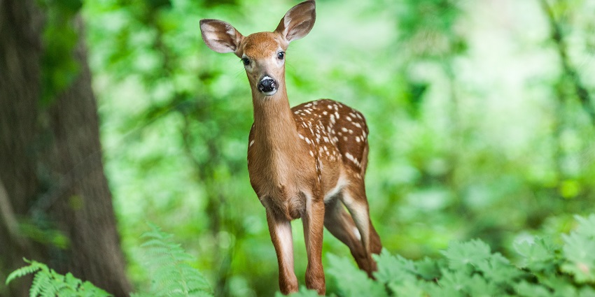 Eco-travelers protect endangered species at Wildlife SOS Ranthambore Safari.