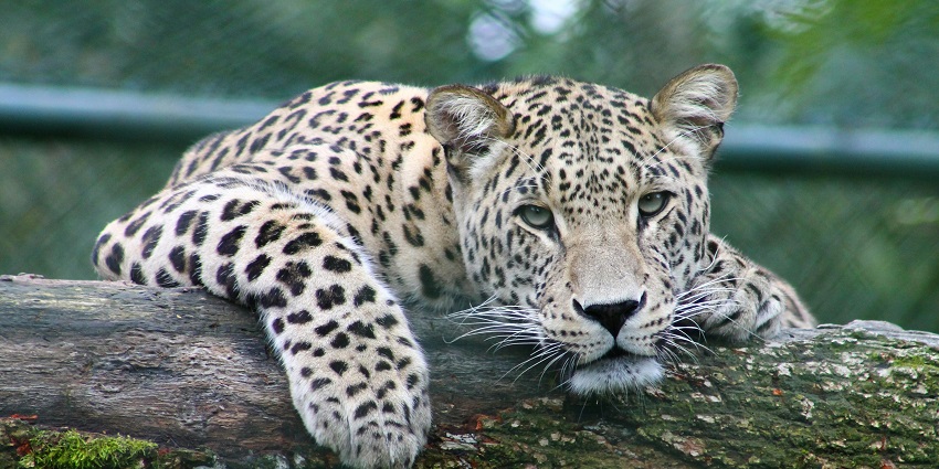 A picture of a leopard captured inside the Nandan Van Zoo in Chhattisgarh