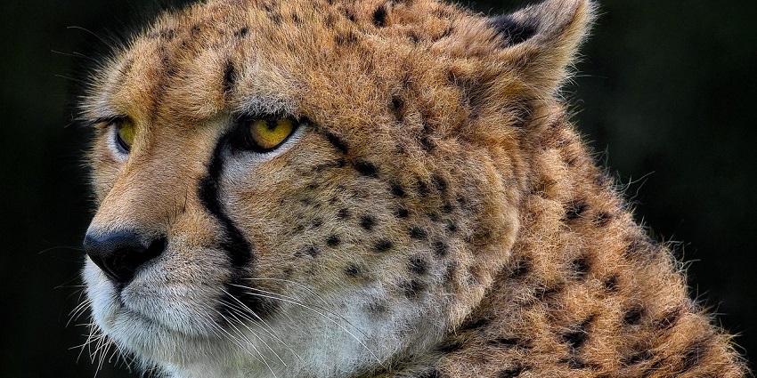 Go on a wildlife safari at this sanctuary to view cheetahs, leopards and more