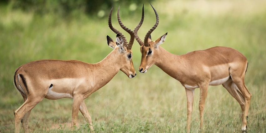 A pair of deer spotted during a wildlife safari at Bhoramdev Wildlife Sanctuary